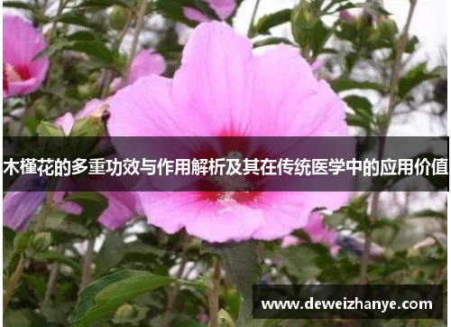 木槿花的多重功效与作用解析及其在传统医学中的应用价值